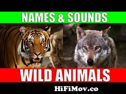 Wild Animals Names and Sounds for Kids to Learn | Learning Wild Animal Names  and Sounds for Children from all animel Watch Video 