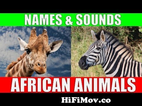 African Animals Names and Sounds for Kids to Learn | Learning African Animal  Names for Children from safari for kids Watch Video 