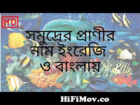 Sea animals name in Bengali to English | Water animals | Sea Creatures | Aquatic  animals in Bangla from bangla write teachk nam pani mp3 khan krishno kano  go joler song stomp