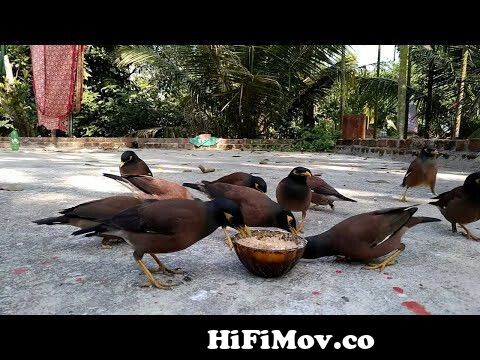 Common Myna Bird Sound | Shalik Pakhi | Acridotheres tristis | Indian  Bird#BirdSounds from salik pakhi Watch Video 