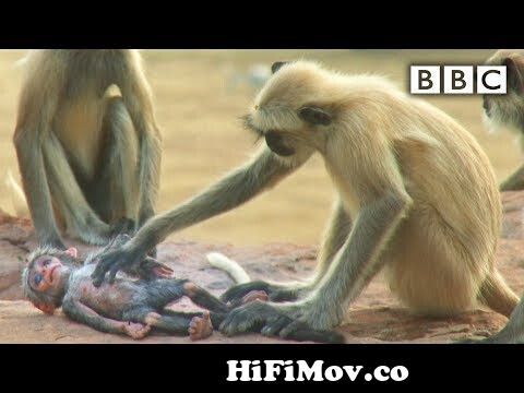 View Full Screen: langur monkeys grieve over fake monkey 124 spy in the wild bbc.jpg