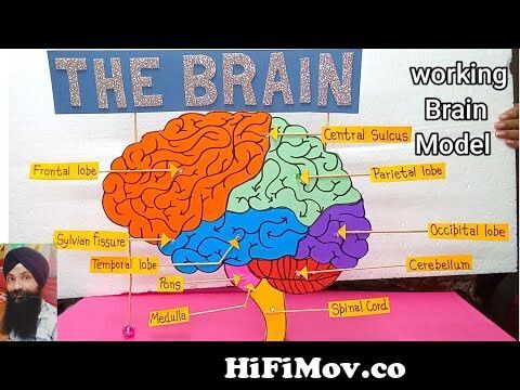 Create a brain model out of air dry clay 