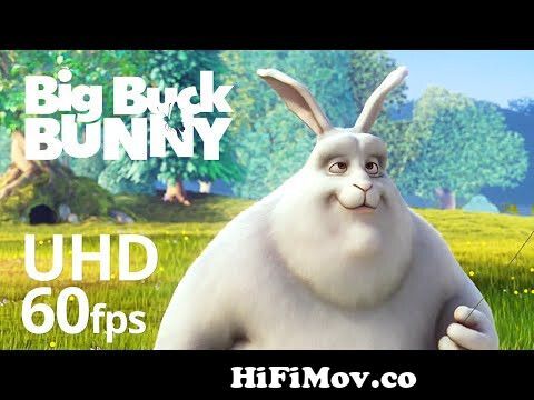 Conflicto Funeral transferir Big Buck Bunny 60fps 4K - Official Blender Foundation Short Film from big  bob bangla Watch Video - HiFiMov.co