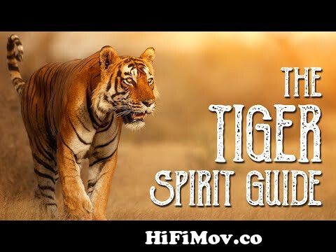 Tiger Spirit Animal Totem. The qualities and messages it sends. And how u  know its your Totem Animal from siberian tiger totem Watch Video -  