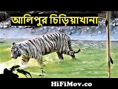Kolkata Alipur Zoo | Alipur chiriakhana | আলিপুর চিড়িয়াখানা|Kolkata Zoo  Animals from চিরিয়া খানার দৃশ্য movikama com Watch Video 