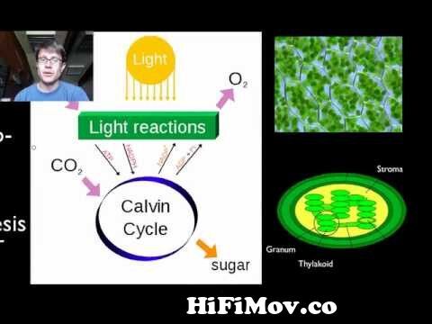 Photosynthesis| Calvin Cycle| Animated Music Video | from photosynthesis  diagram pdf Watch Video 