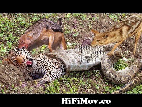 The best battles of the animal world, Harsh Life of Wild Animals, Lion,  Buffalo, Leopard, Jackal, from afrecan jangl Watch Video 