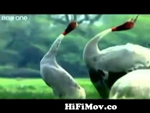 funny animals talking 'punjabi totay' from malta chilya te 3gp Watch Video  