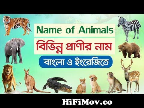 বিভিন্ন প্রাণীর নাম | Animals Name in Bengali to English | ৫৫টি পশু-প্রাণীর  নাম | 55 Animals Name from পশু Watch Video 