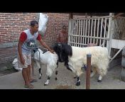 Boer Goat Farm