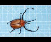 Coleoptera XXL
