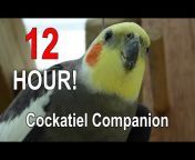 Cockatiel Companion and The Pheasantasiam