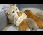 Lovely Kitten