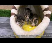 Cat Care Squad