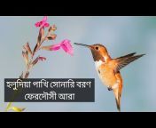 Bangla music aria