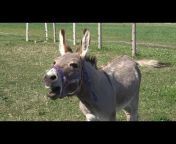 Sound of Donkey Noise farm animal