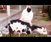 Gull Baji Vlogs