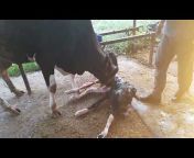 Agriculture Dairy Farming with Rishabh