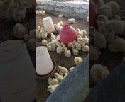 M Z S Poultry farm