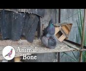 Animal Bone