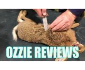 Ozzie Reviews