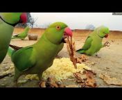 Birds and animals video