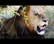 Kruger Safari And Beyond!