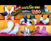 shafiq vai pigeon lover