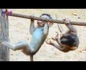Monkey Daily Babies