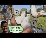 Desi High Flying Pigeons