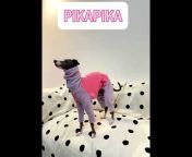 Pikapika_pets