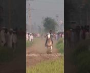 MARWARI HORSE LOVERS