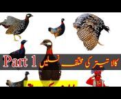 Pak Birds Care And Tips