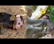 101 Monkey Concepts