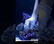 BRStv - Saltwater Aquariums u0026 Reef Tanks