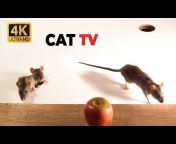 Best Cat Games u0026 Videos