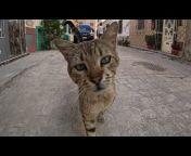 Cute Street Cats
