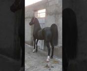 Kurdish Horse Society
