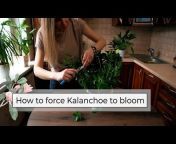 Blossom – Plant Care u0026 Growing App