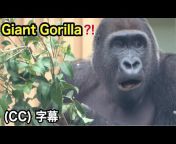 Gorilla Life (GL) / ゴリラ ライフ