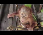 Orangutan Outreach ~ redapes.org
