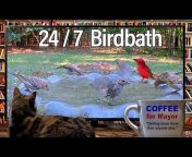 Bird Bath Bonanza