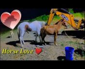 Mr. Horse Lover 🐴