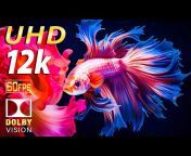8K VIDEO COLLECTION