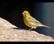Canary Song