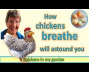 Chickens in my garden