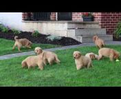 Greenfield Puppies
