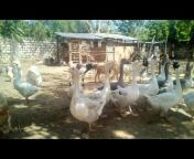 Kahuthia Ornamental birds farm