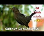French Birds. AMB