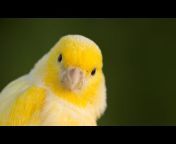 monde des oiseaux /عالم طيور الكناري